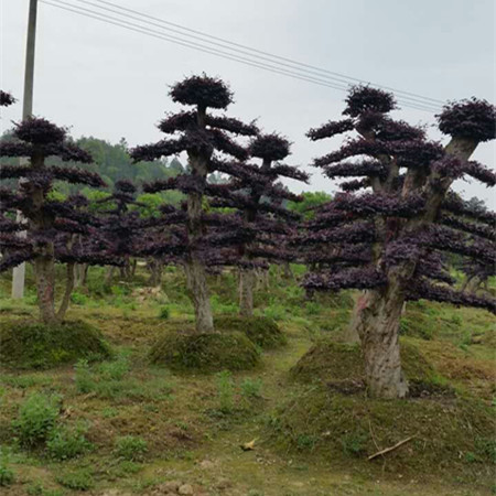 红花继木桩