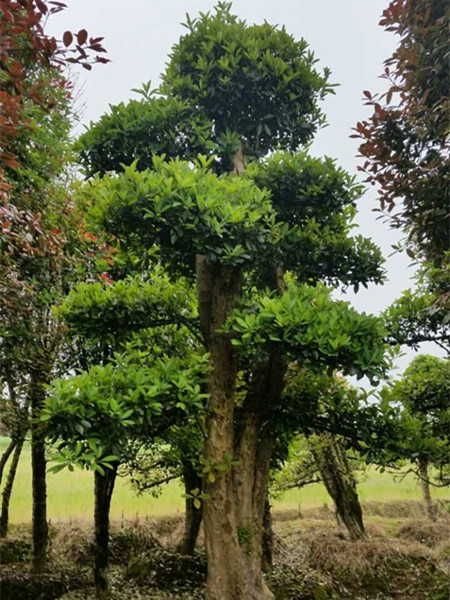 椤木石楠