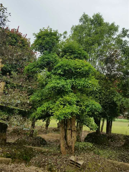 椤木石楠