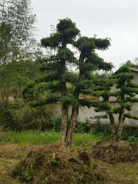 造型榆树