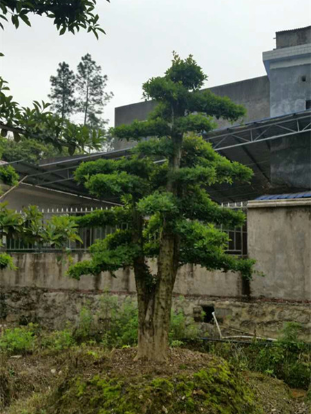 造型榆树