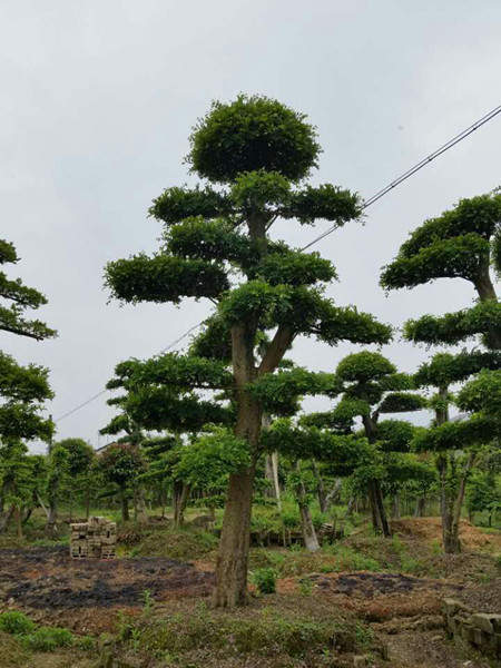 造型榆树