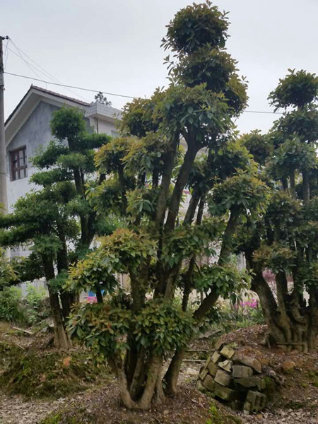造型榆树