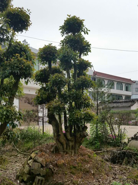 造型榆树