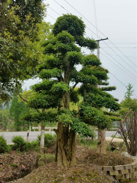 造型榆树