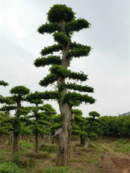 造型榆树